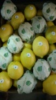 lemon cauquen 1